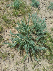 Astragalus lanuginosus