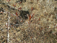 Rhododendron dauricum
