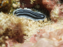 Phyllidiopsis xishaensis