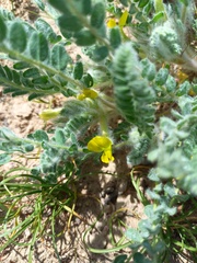 Astragalus lanuginosus
