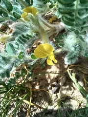 Astragalus lanuginosus