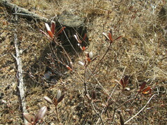 Rhododendron dauricum