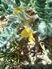 Astragalus lanuginosus