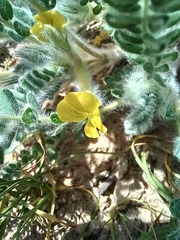 Astragalus lanuginosus