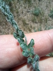 Astragalus lanuginosus