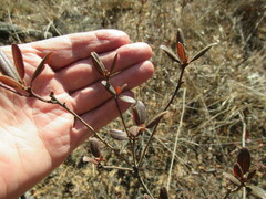 Rhododendron dauricum