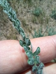 Astragalus lanuginosus