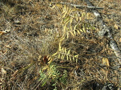 Vicia nervata
