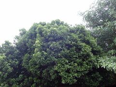 Cinnamomum burmanni
