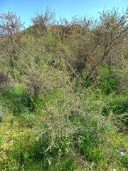 Halimodendron halodendron