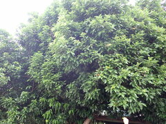 Cinnamomum burmanni