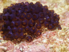 Clavelinidae