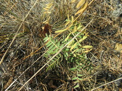 Vicia nervata