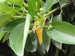 Cinnamomum burmanni