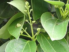 Cinnamomum burmanni
