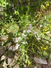 Prunus prostrata concolor