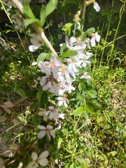 Prunus prostrata concolor