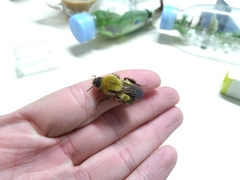 Bombus ussurensis
