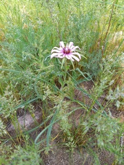 Tragopogon ruber