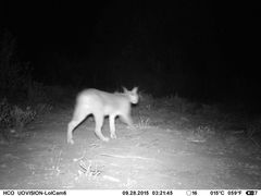 Caracal caracal