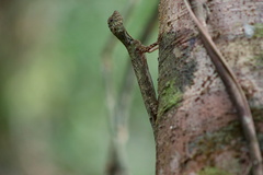 Draco