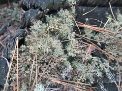 Cladonia botrytes