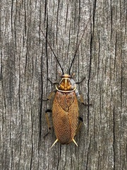 Balta bicolor