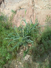 Tragopogon ruber