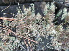 Cladonia botrytes