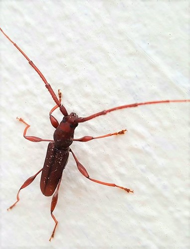 Xystrocera brunnea
