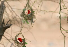 Anaplectes rubriceps
