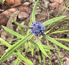 Spermacoce calliantha