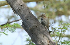 Gymnoris superciliaris