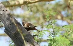 Gymnoris superciliaris