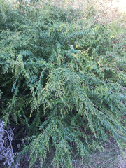 Ligustrum quihoui