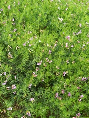 Vicia subvillosa