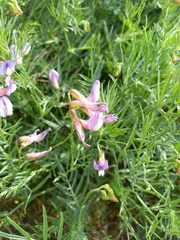Vicia subvillosa