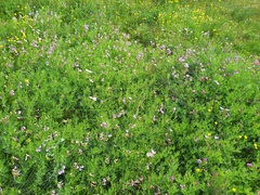 Vicia subvillosa