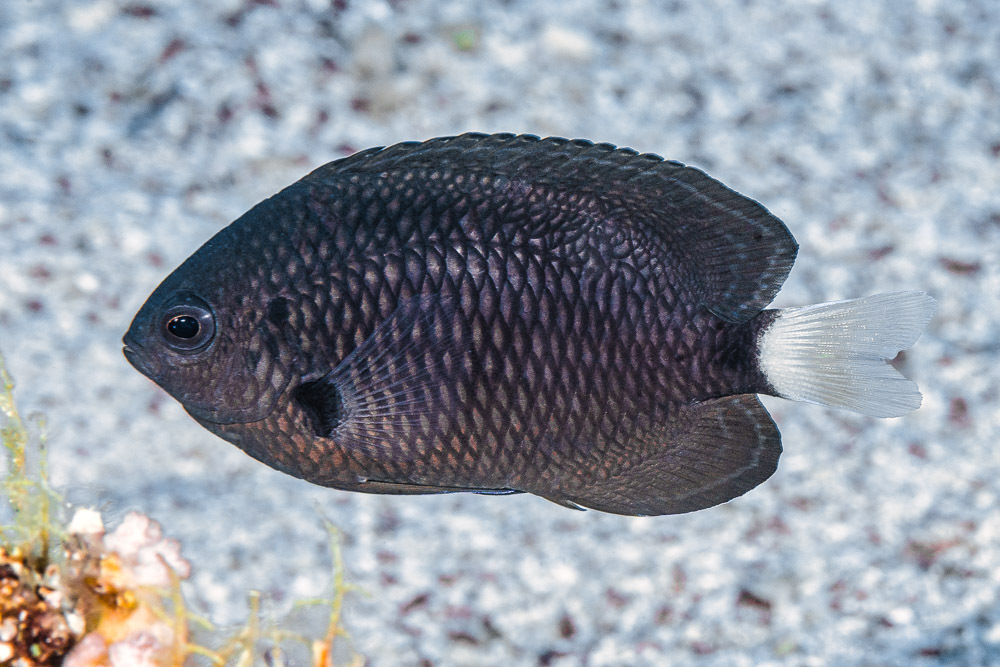 Yellowtail Damsel
