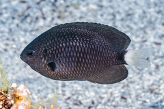 Pomacentrus trichrourus