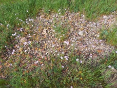 Geranium linearilobum