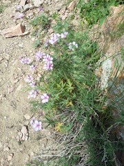 Geranium linearilobum