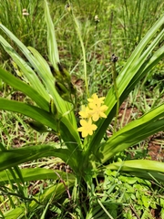 Hypoxis hemerocallidea