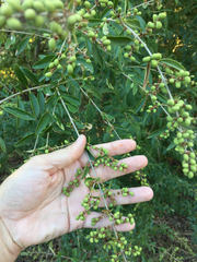 Ligustrum quihoui