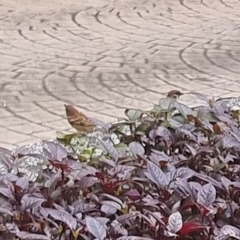 Passer montanus