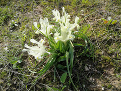 Iris palaestina