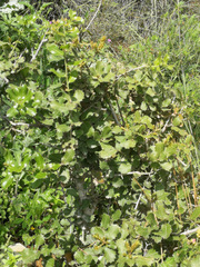 Quercus coccifera
