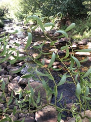 Salix babylonica tortuosa