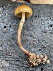 Galerina badipes