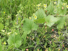 Bryonia syriaca
